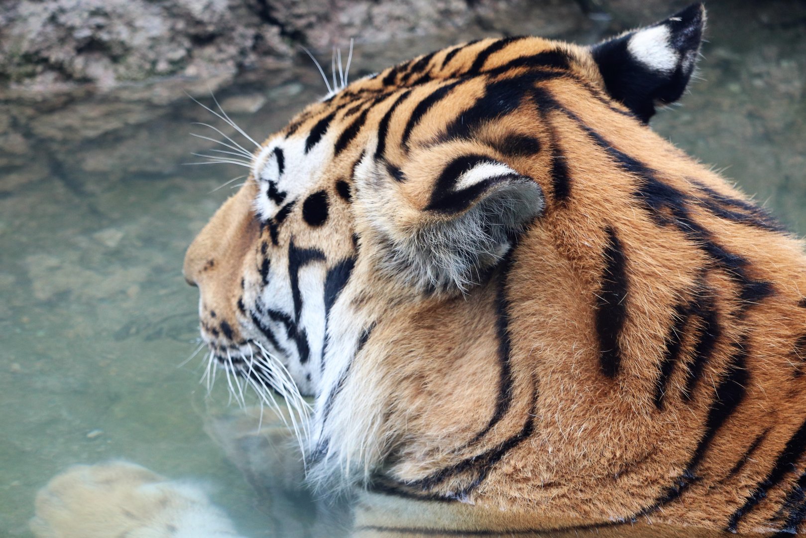 Rosebrough Tiger Passage - Amur Tiger