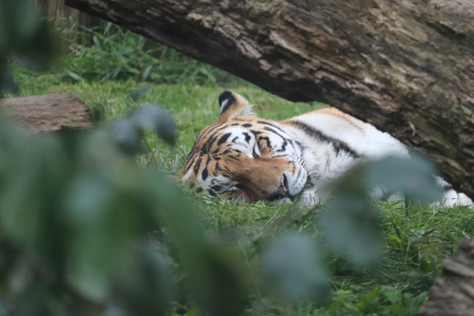 Rosebrough Tiger Passage - Amur Tiger