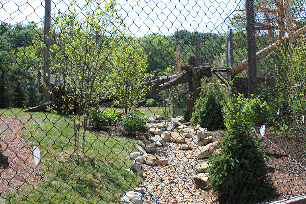 Rosebrough Tiger Passage - New June, 2016