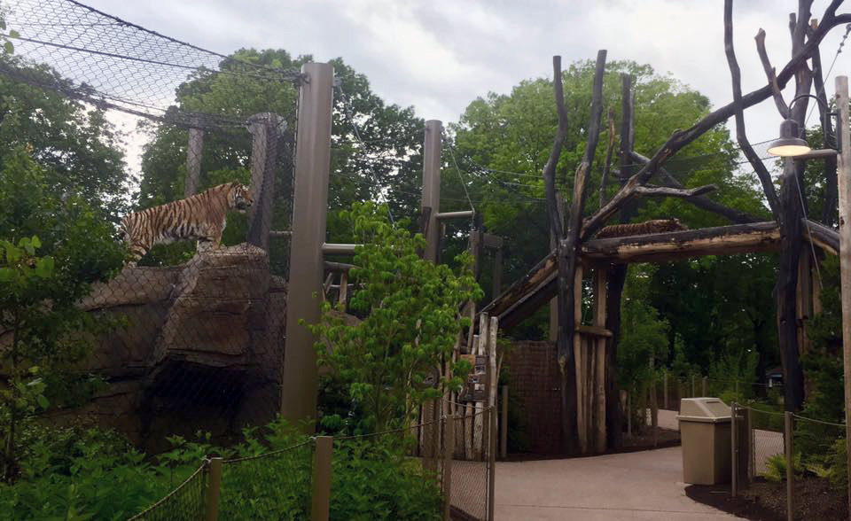 Rosebrough Tiger Passage