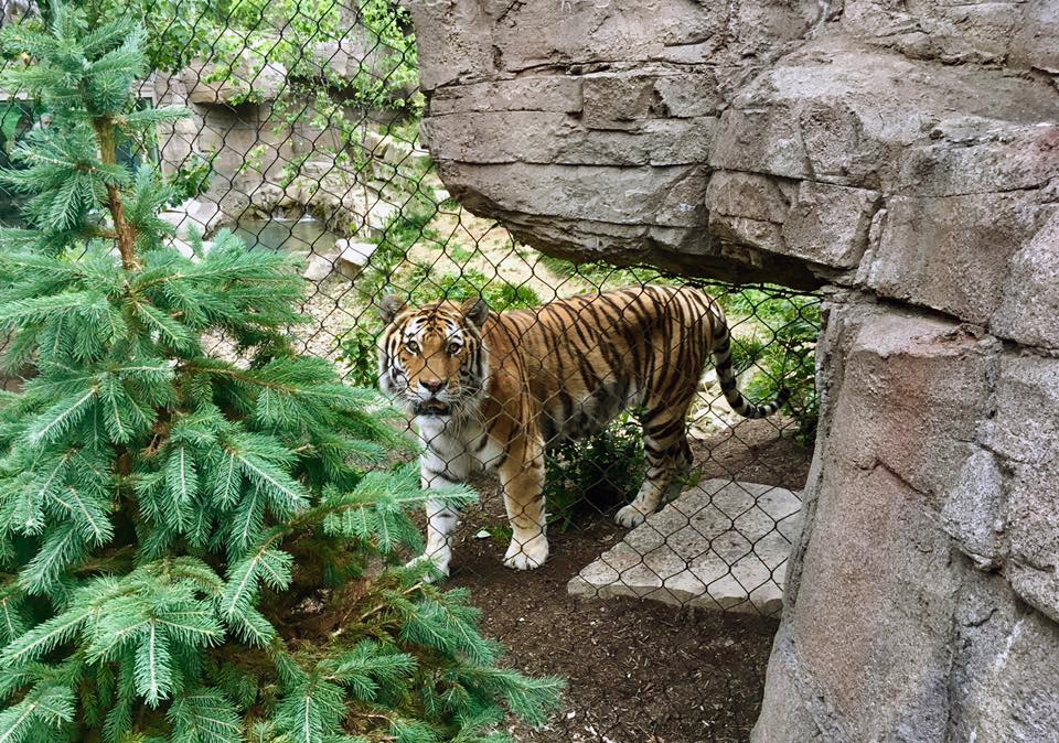 Rosebrough Tiger Passage