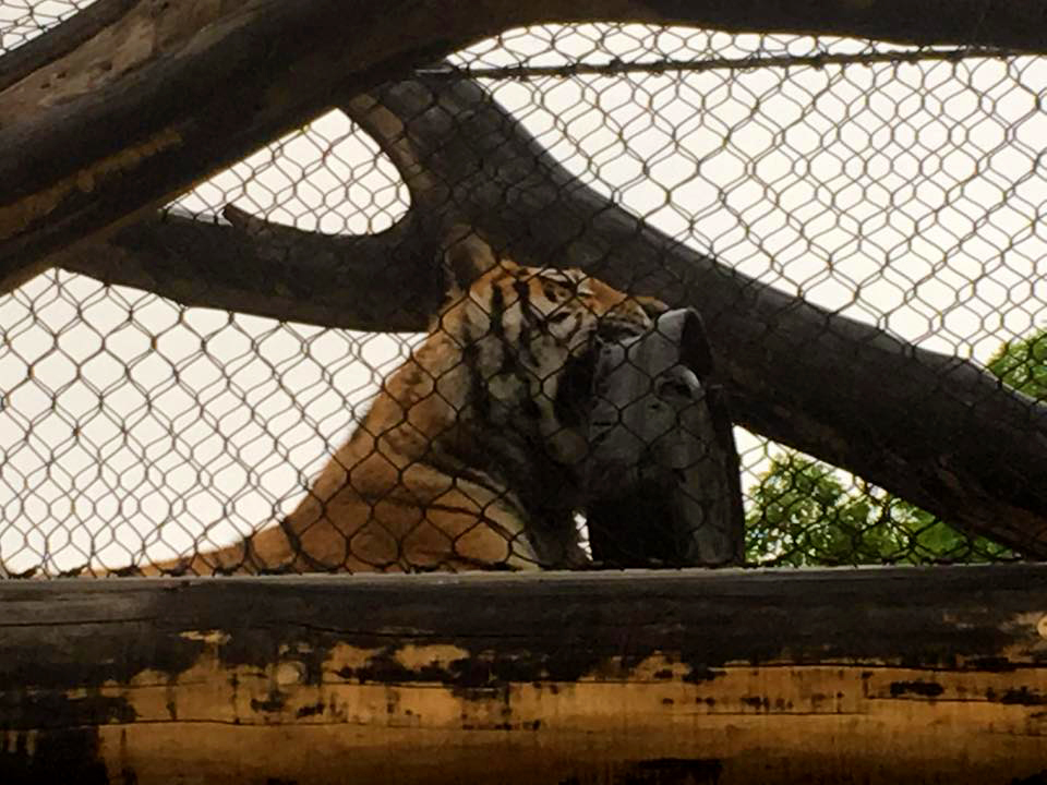 Rosebrough Tiger Passage