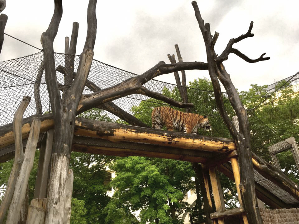 Rosebrough Tiger Passage