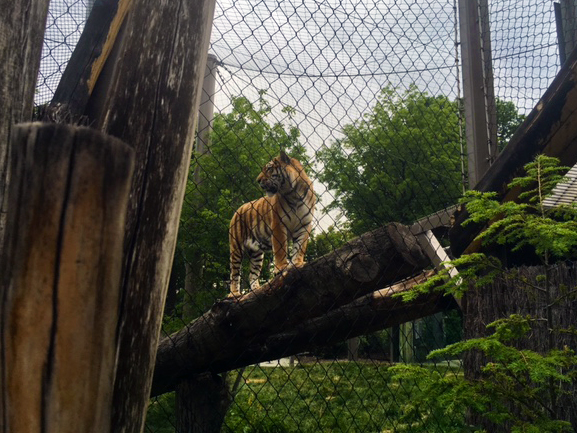 Rosebrough Tiger Passage