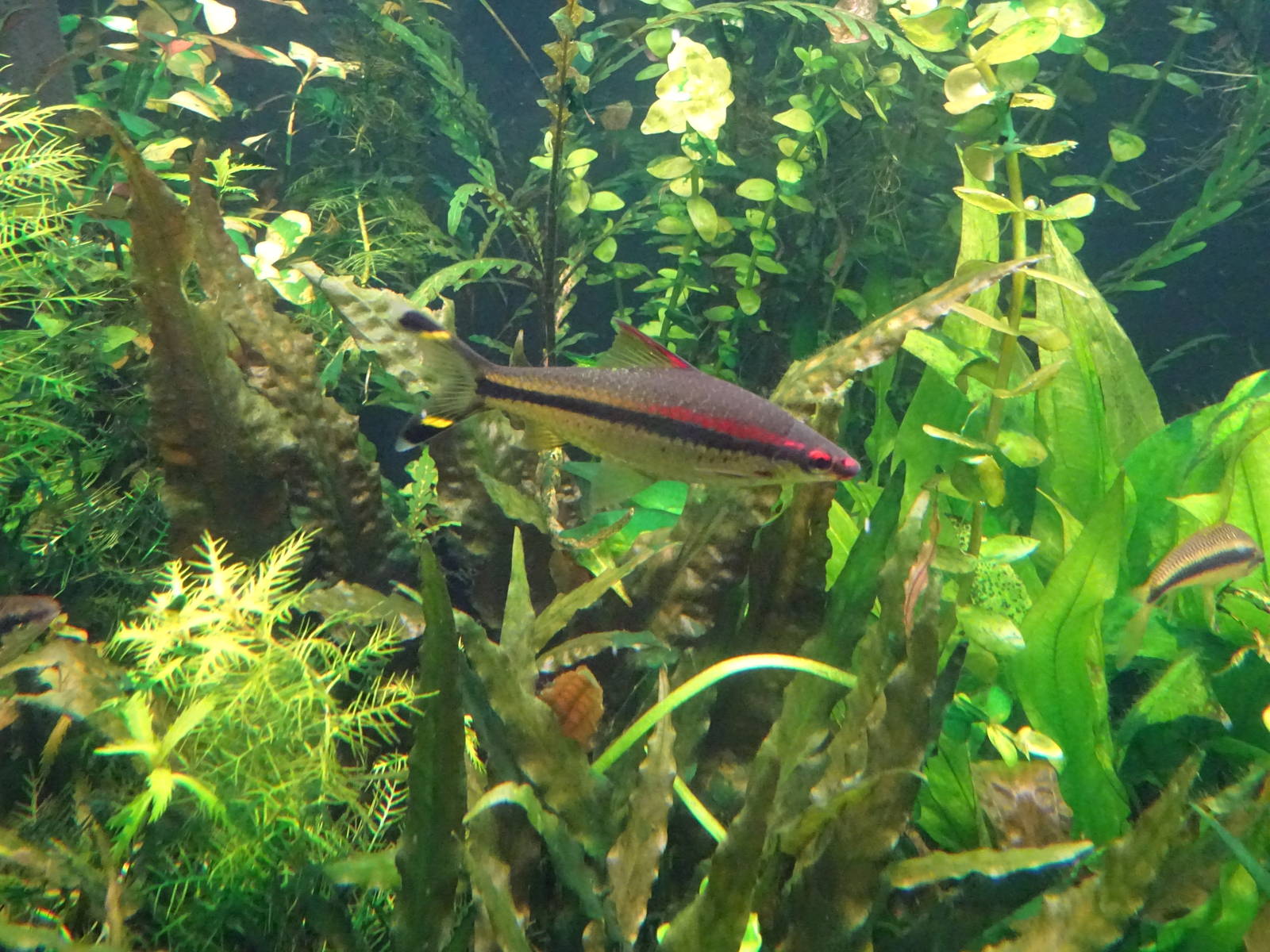 Roseline Shark at SeaWorld Orlando