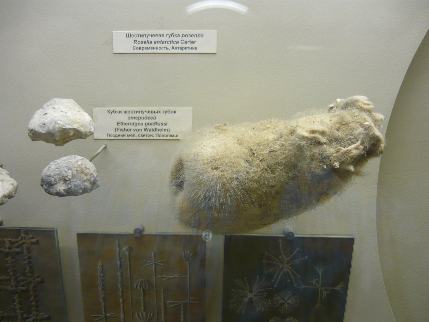 Rosella antarctica (modern sponge) and Etheridgea goldfussi (Cretaceous sponge)