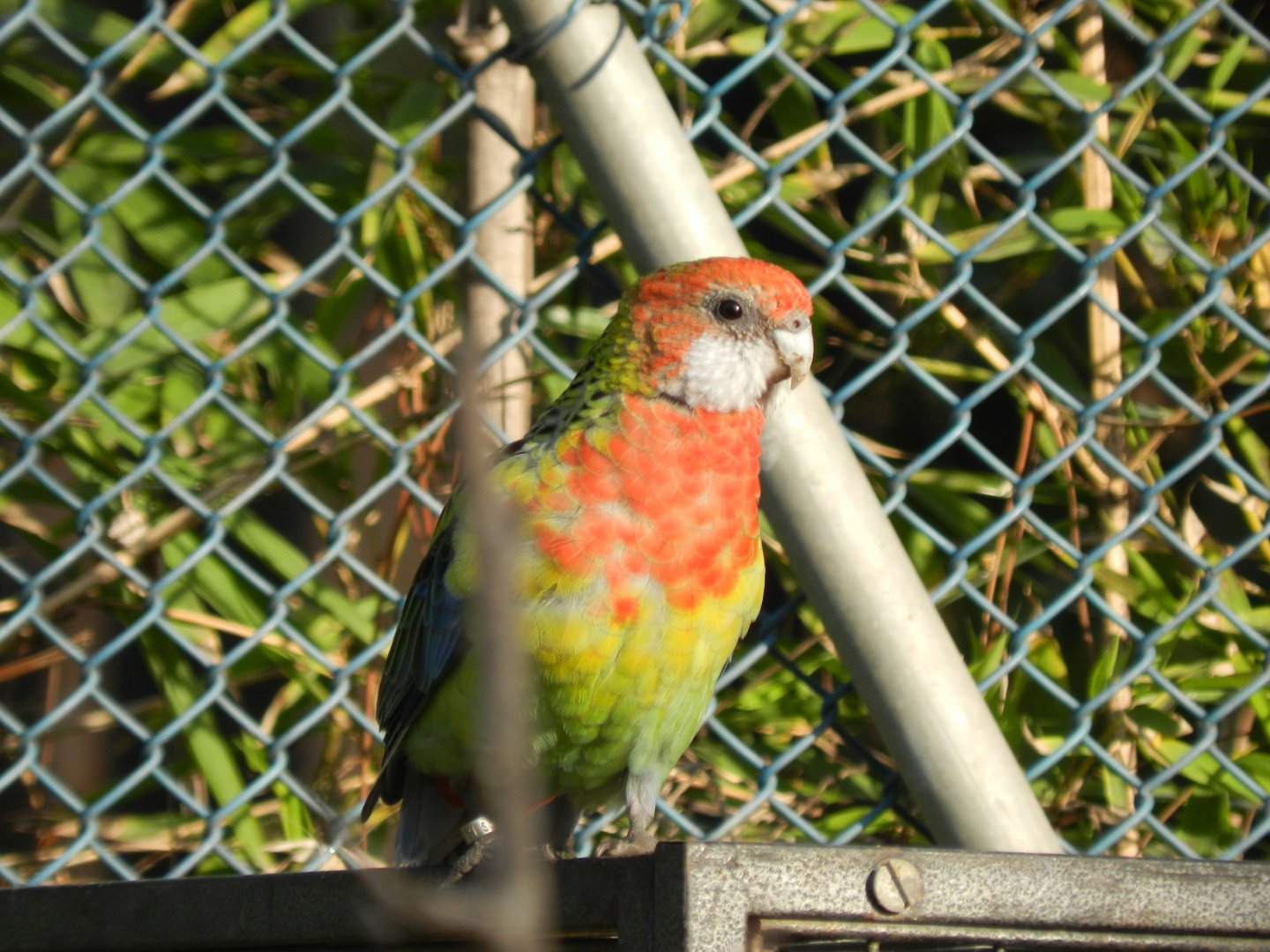 Rosella - Buin zoo
