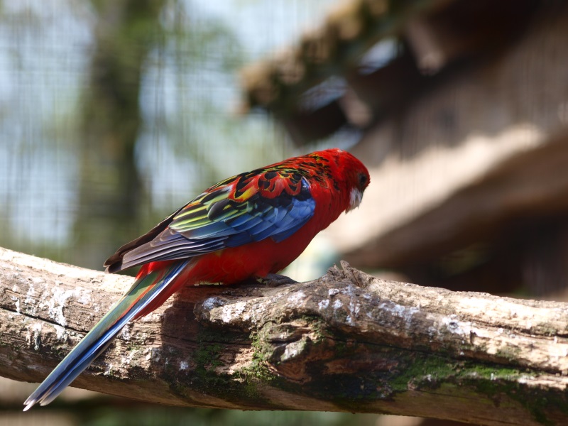 Rosella hybrid (April 19th, 2015)