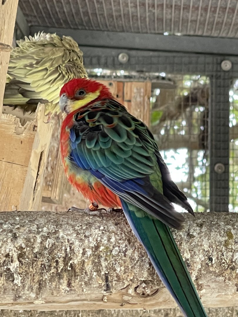 Rosella ID? ~ Birdpark Malta