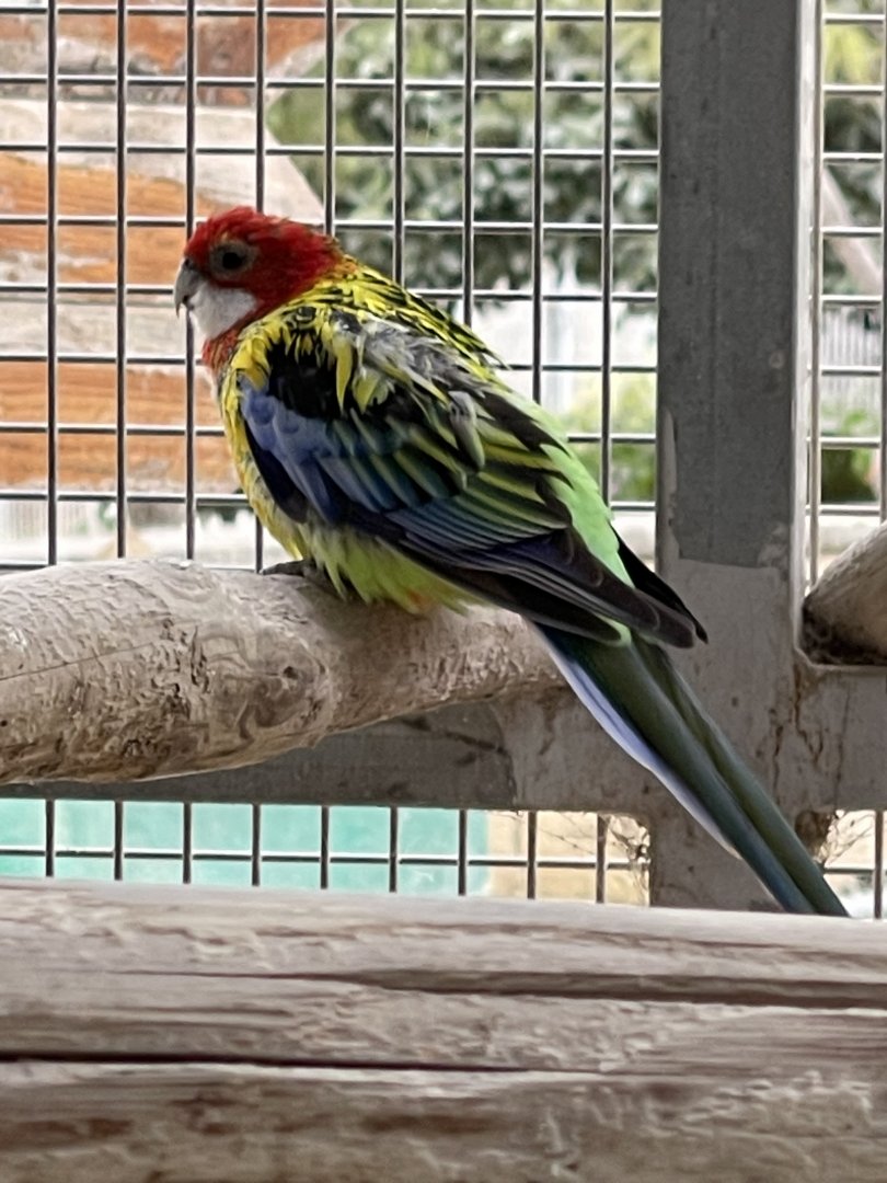 Rosella ID?