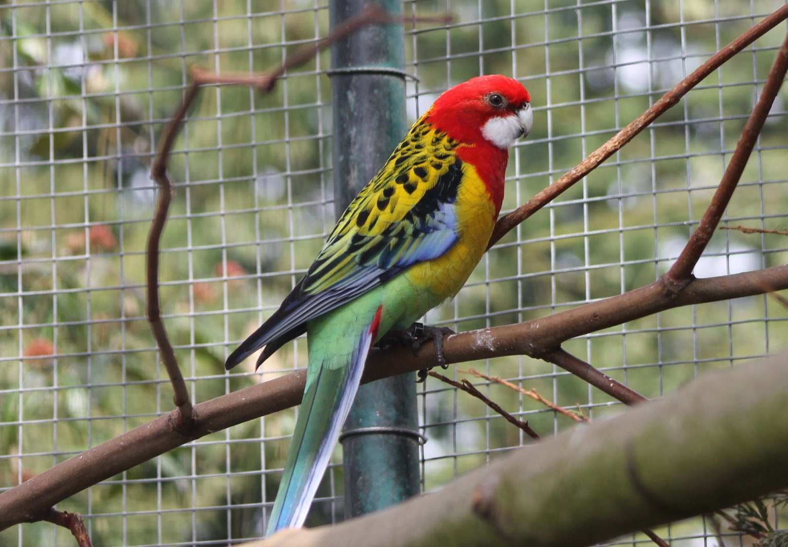 Rosella
