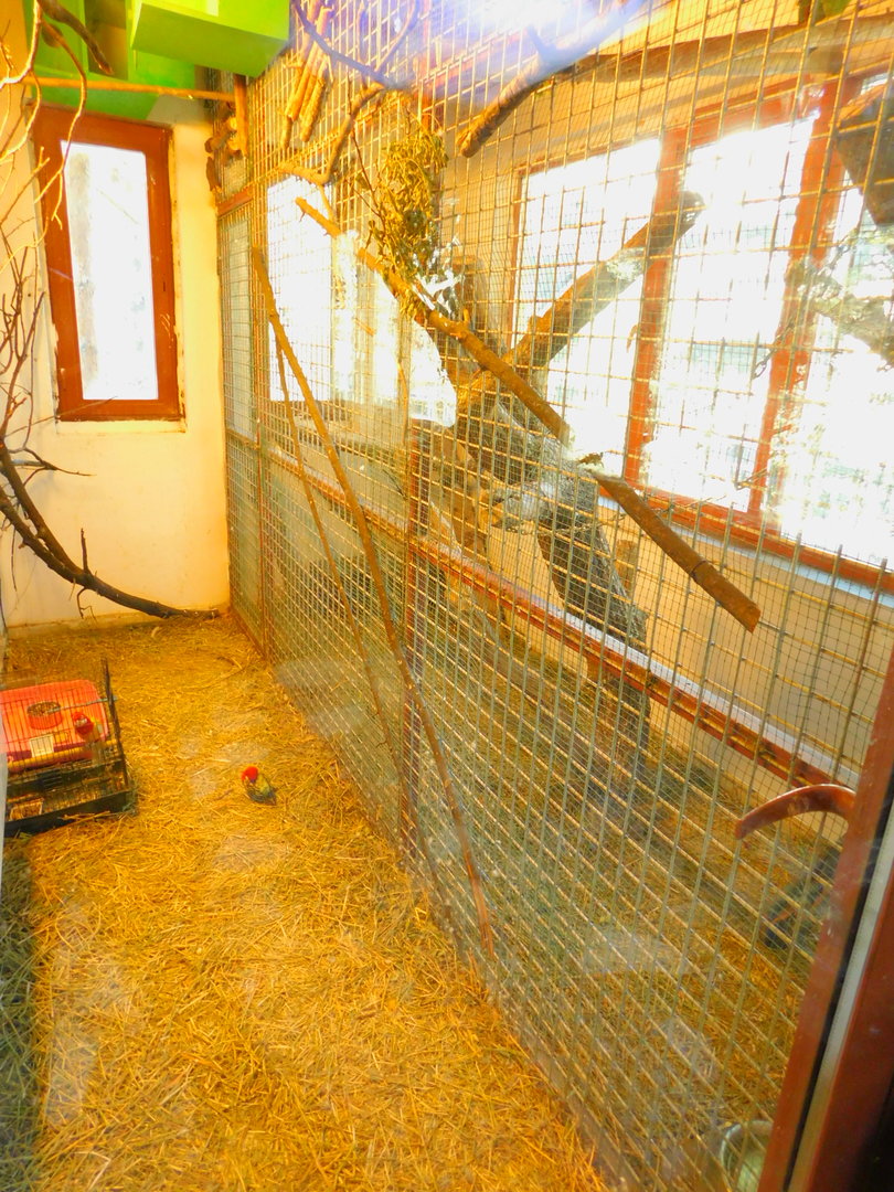 Rosellas at the Ankara Domestic Animals Park
