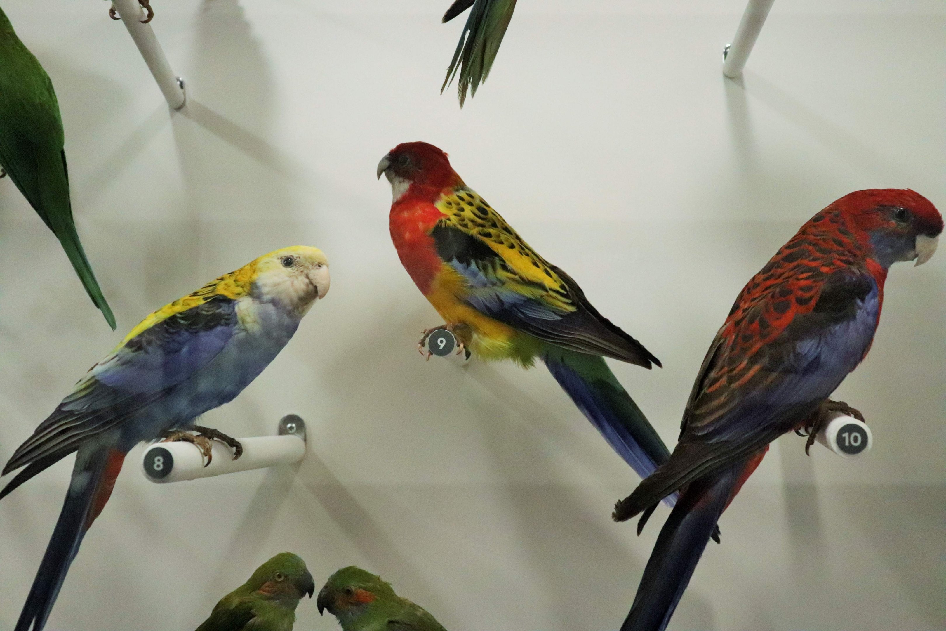 Rosellas