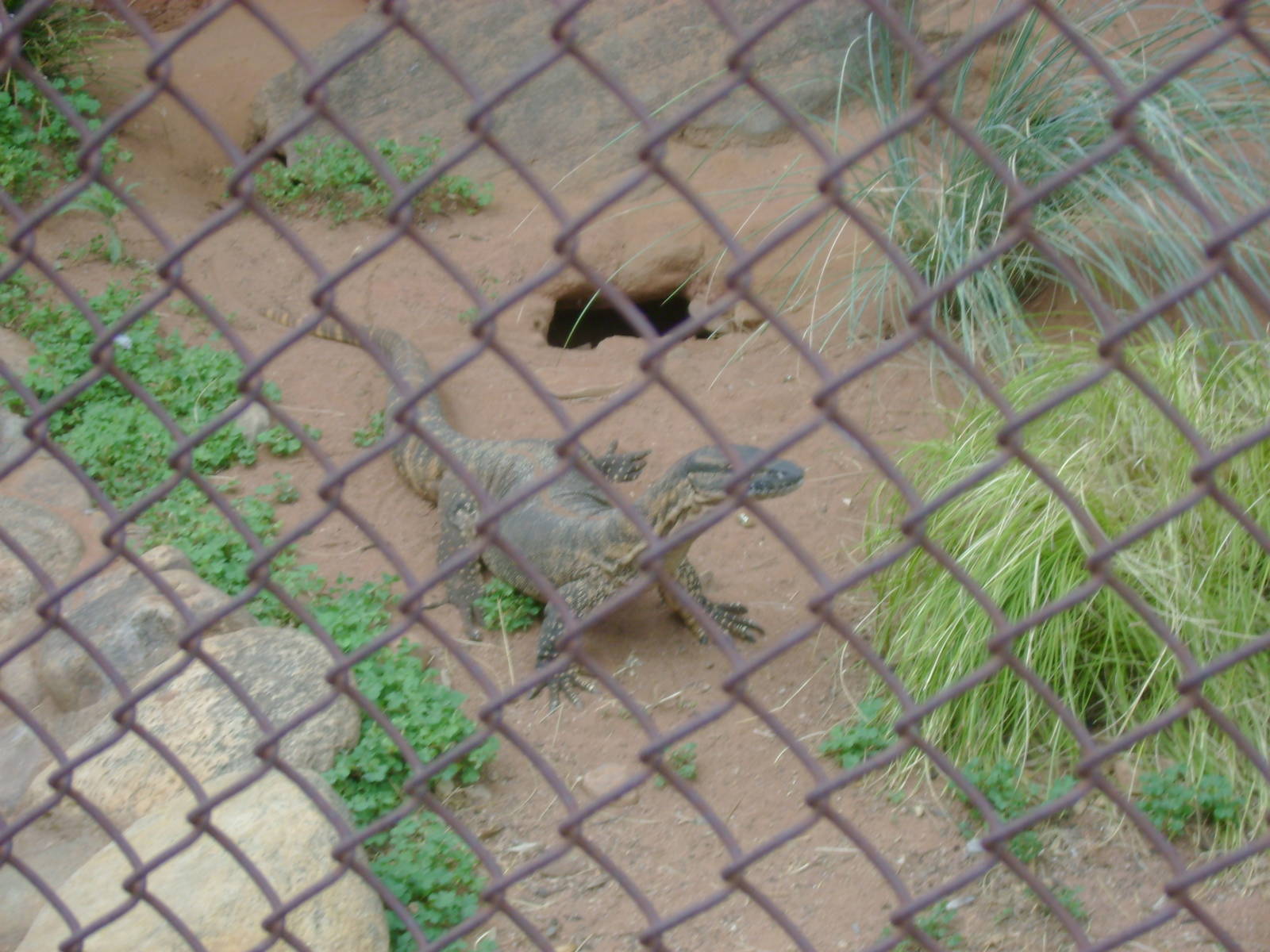 Rosenberg's Monitor at Adelaide.