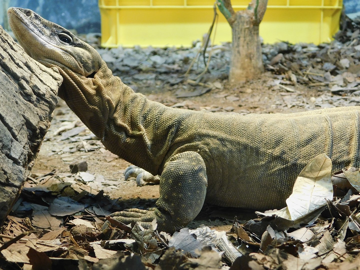 Rosenberg's monitor (Varanus rosenbergi) August 2, 2025