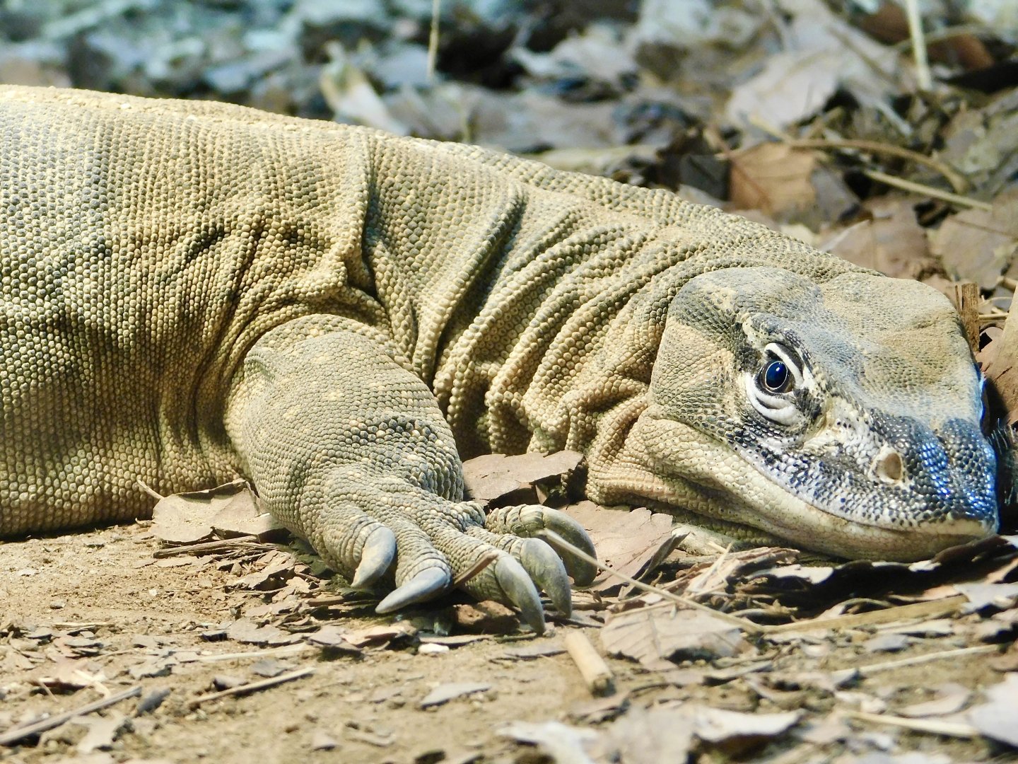 Rosenberg's Monitor (Varanus rosenbergi) August 2, 2025