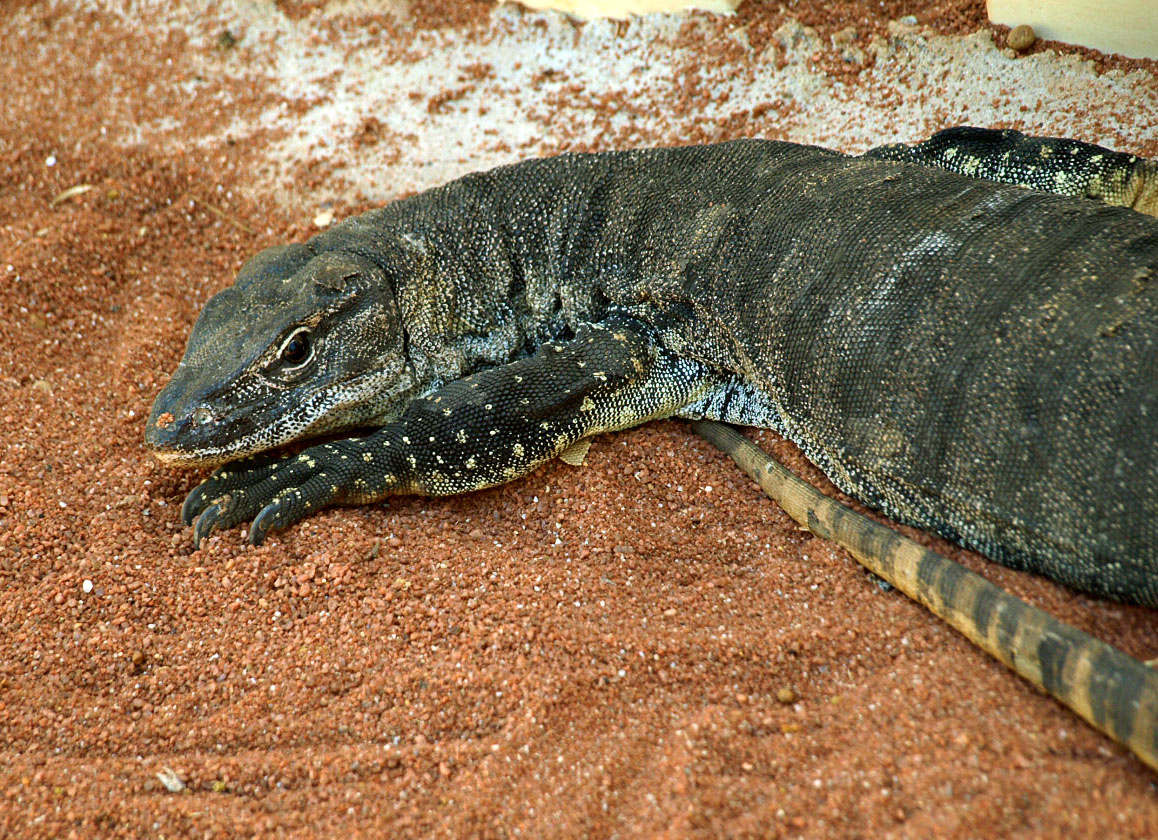 Rosenberg's monitor