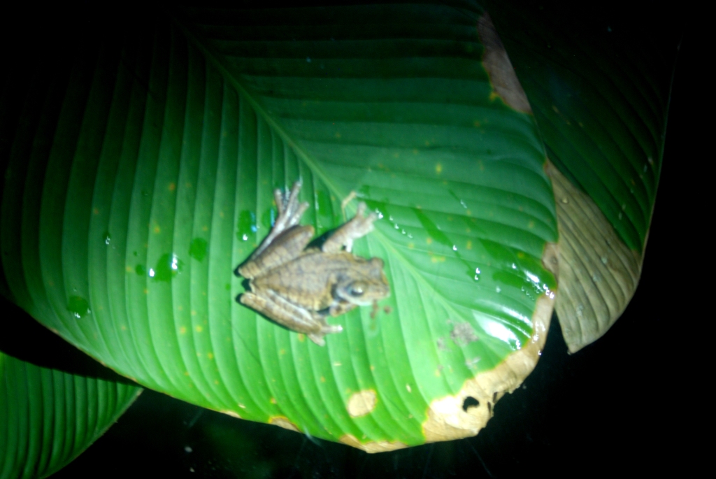 Rosenberg's Tree Frog at Arenal Natura, 18/04/14