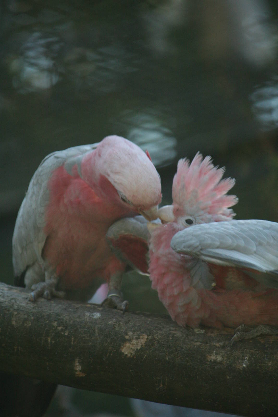 Rosette cockatoo