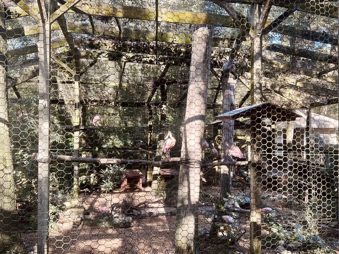 Rosette Spoonbill Aviary