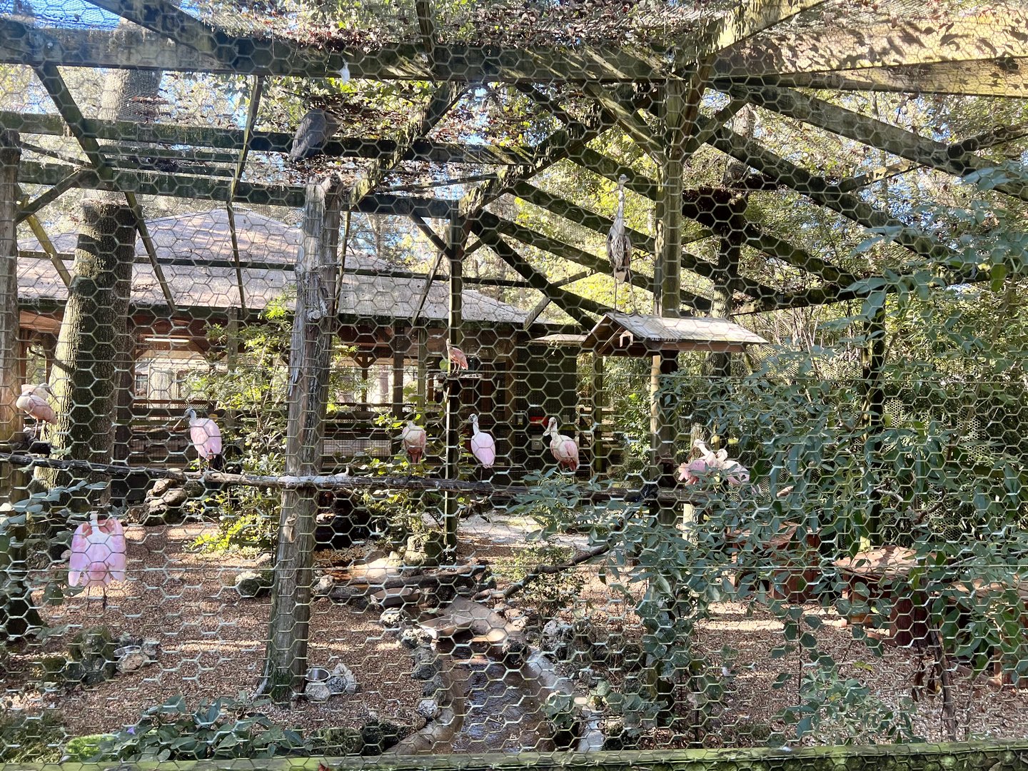 Rosette Spoonbill Aviary