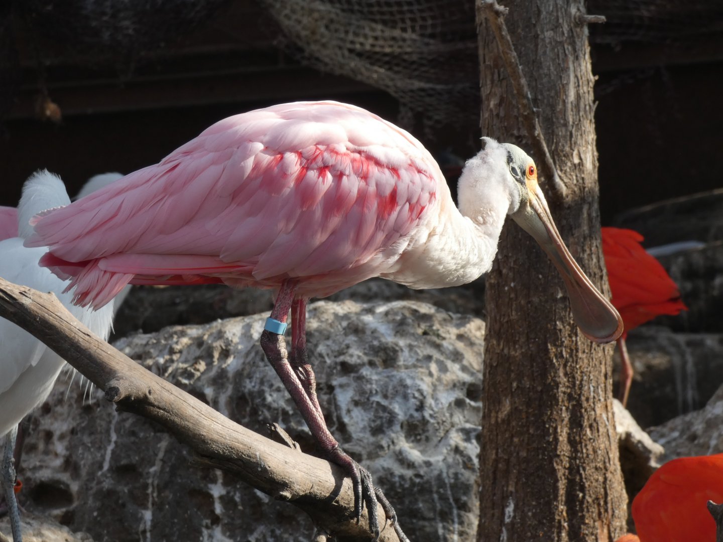Rosette Spoonbill