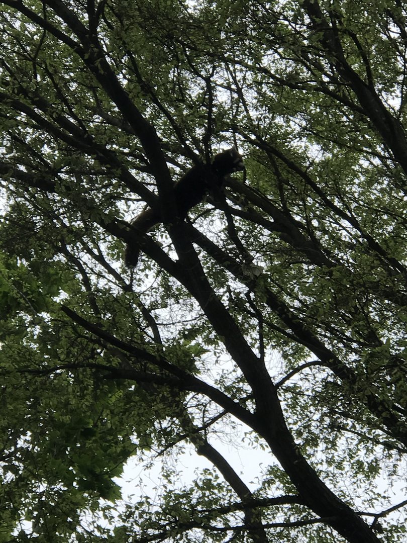 Roshani the Red Panda high up in her tree