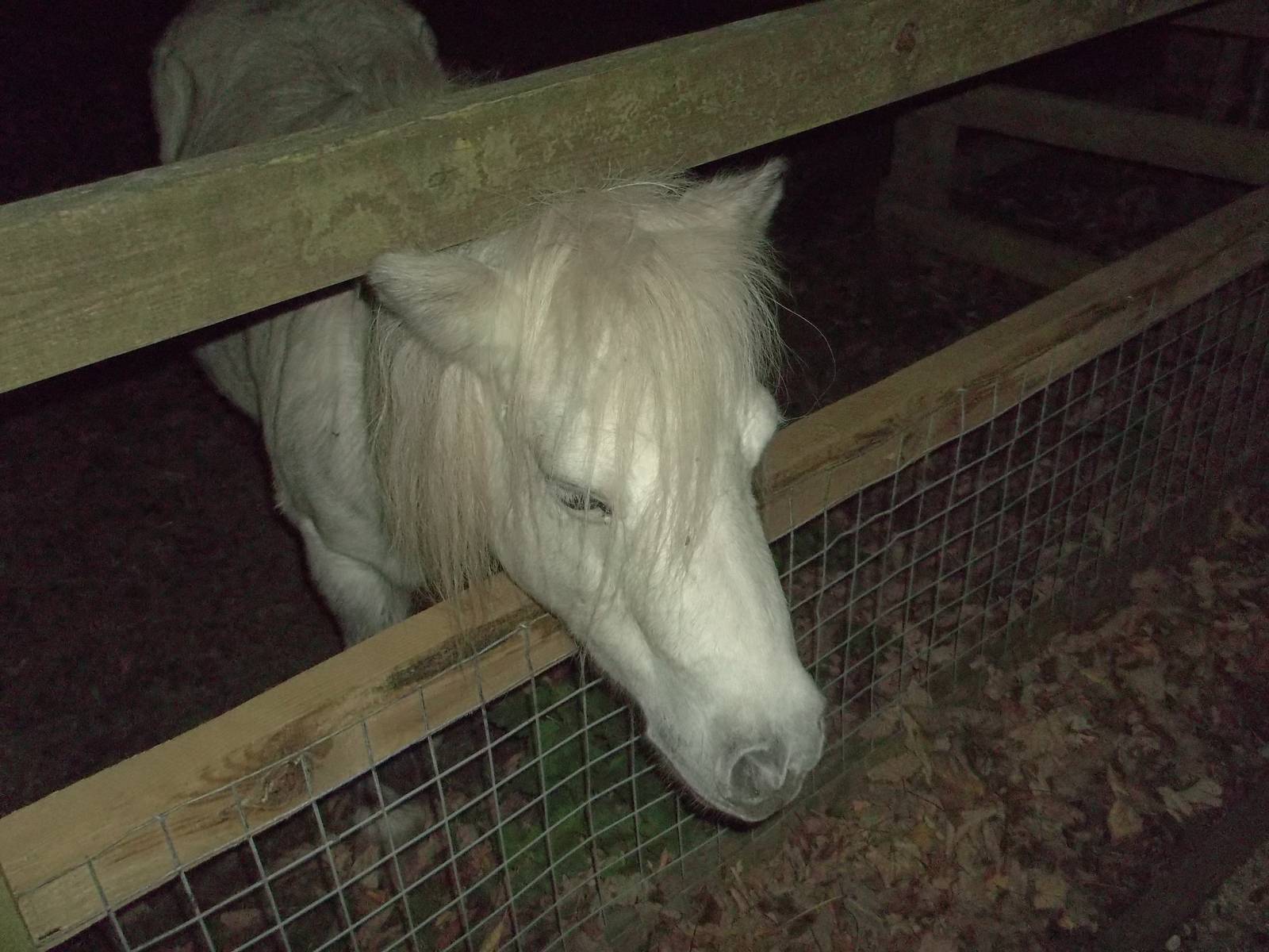 Rosie, 19th October 2014