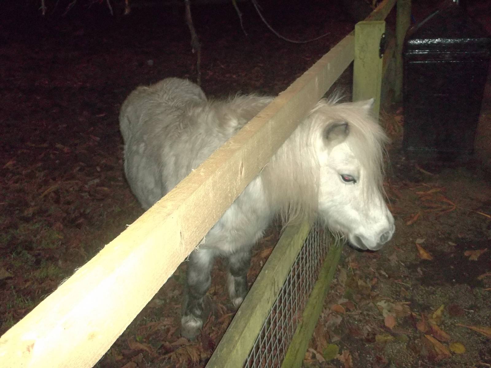 Rosie, 6th December 2014