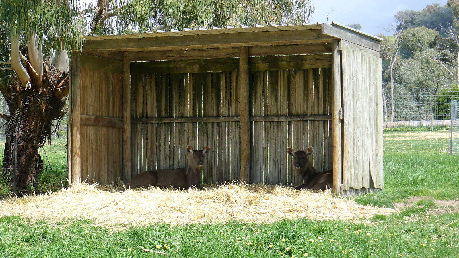 Rosie and Lily< the Sambar Deer