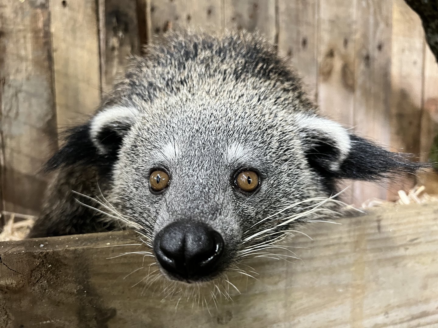 Rosie, Binturong
