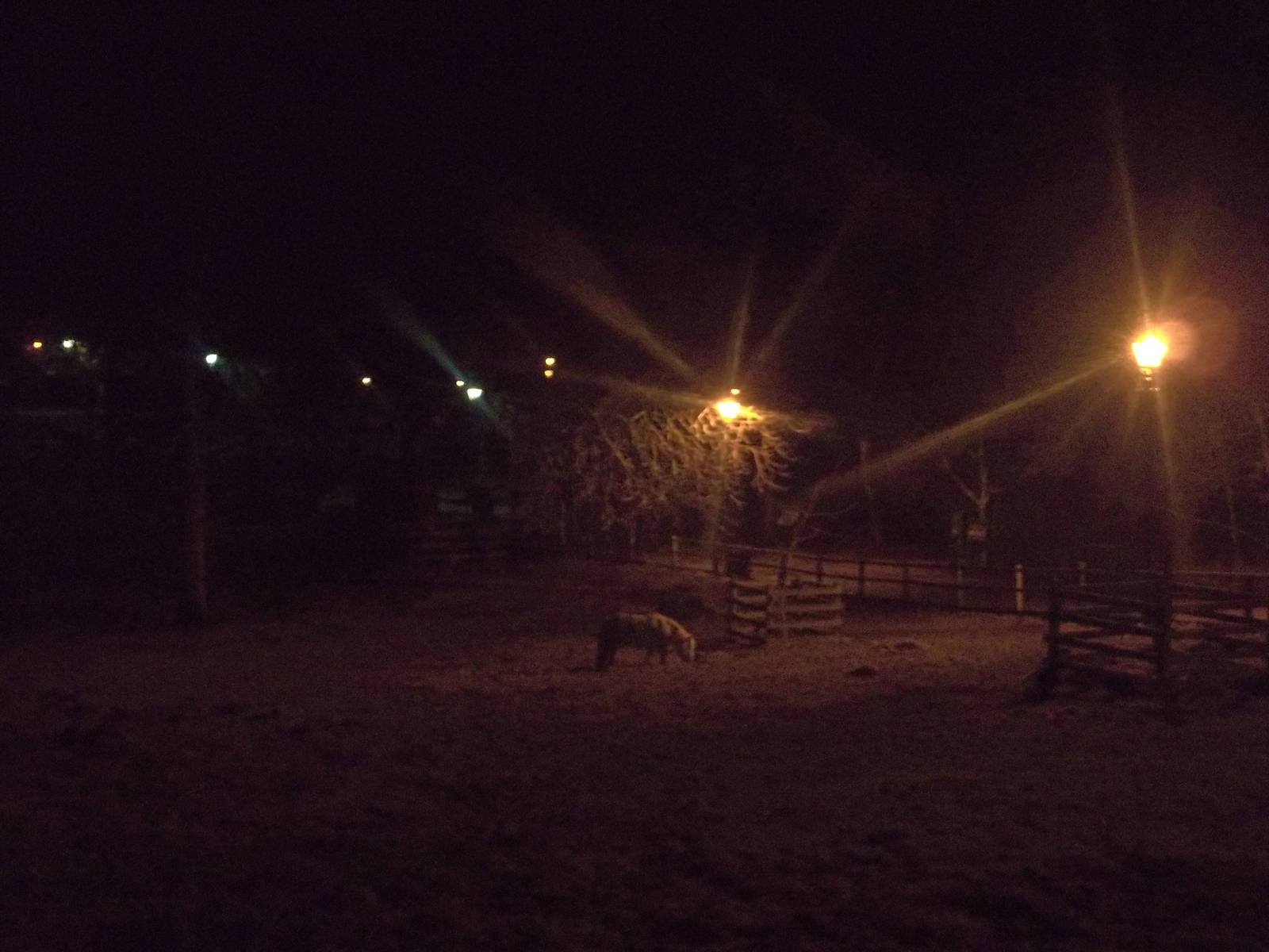 Rosie by lamplight, 18th January 2015