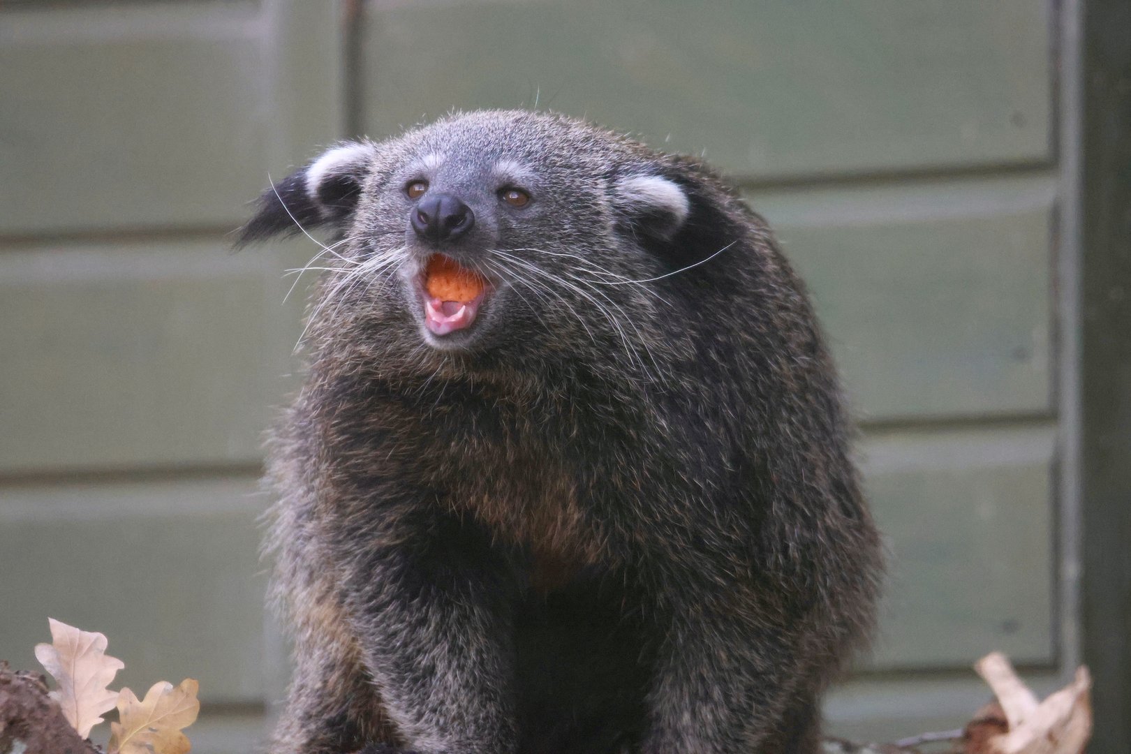 Rosie the Binturong