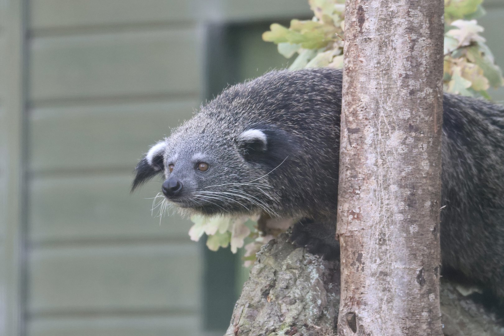 Rosie the Binturong