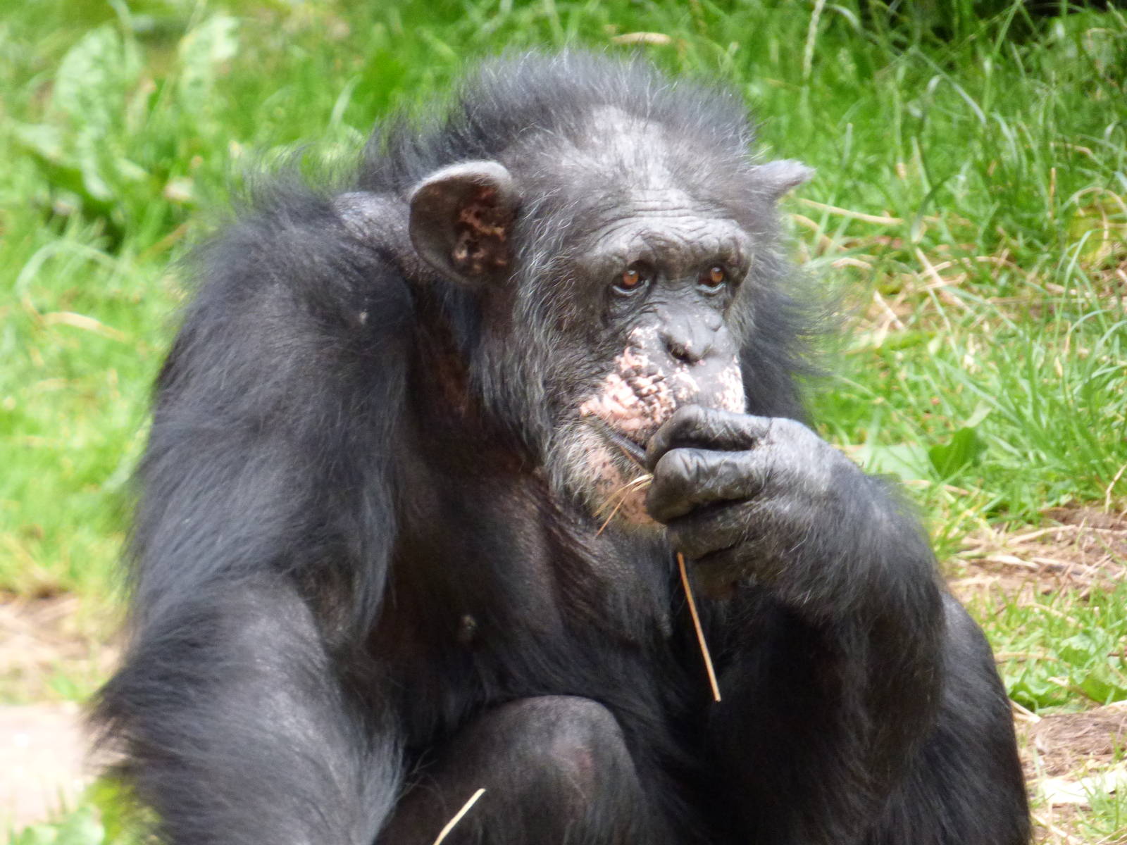 Rosie The Chimpanzee