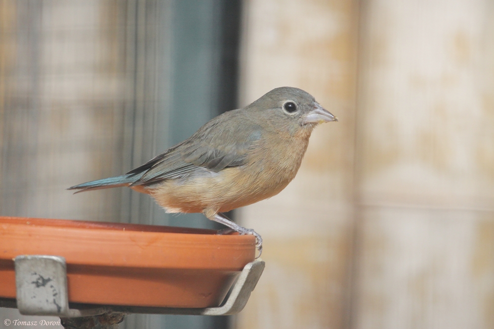 Rosita`s Bunting (Passerina rositae) female