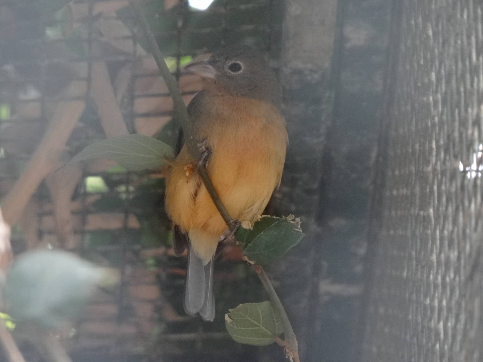 Rosita's bunting(female)