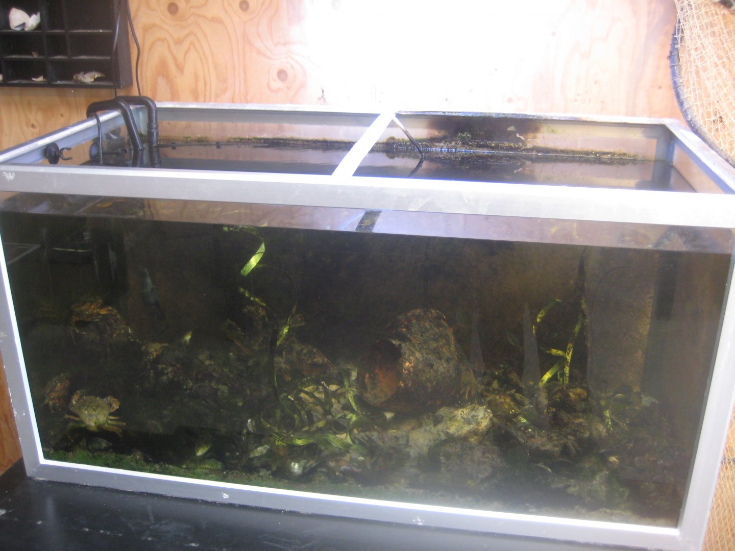 Roskilde Oplevelseshavn - Fish tank #2