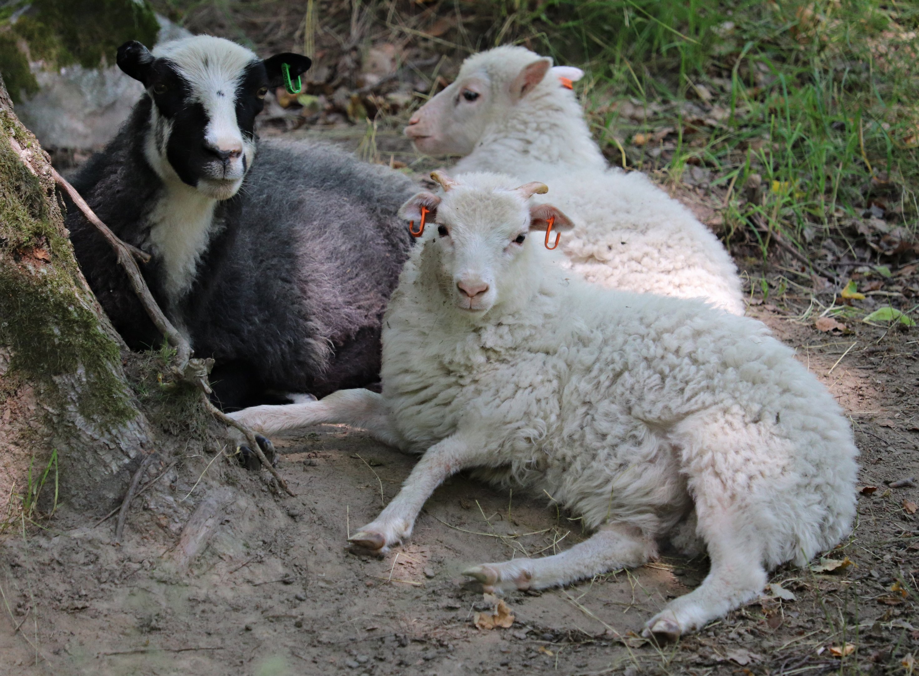 Roslags sheep (Ovis orientalis f. aries)