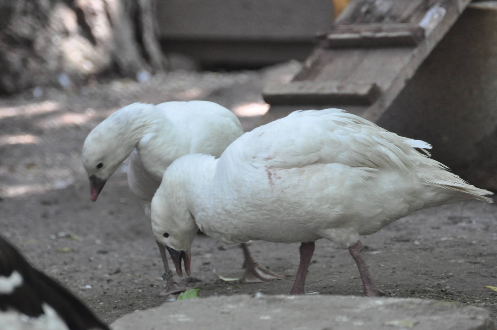 Ross` goose/ Anser rossi