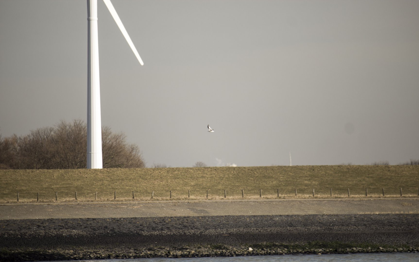 Ross' gull, Rhodostethia rosea