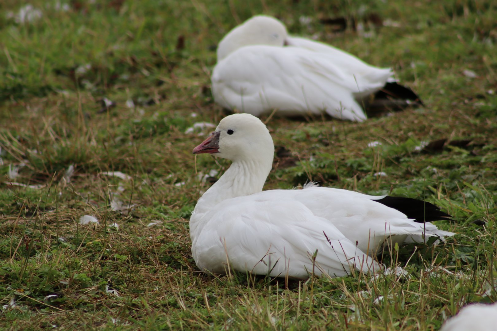Ross's Goose - 1 August 2020
