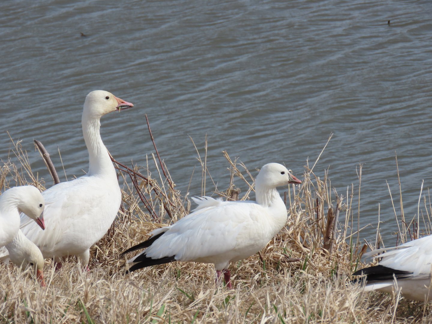 Ross’s Goose and Snow Goose
