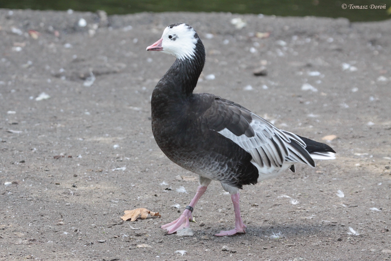Ross's Goose (Anser rossii) blue form