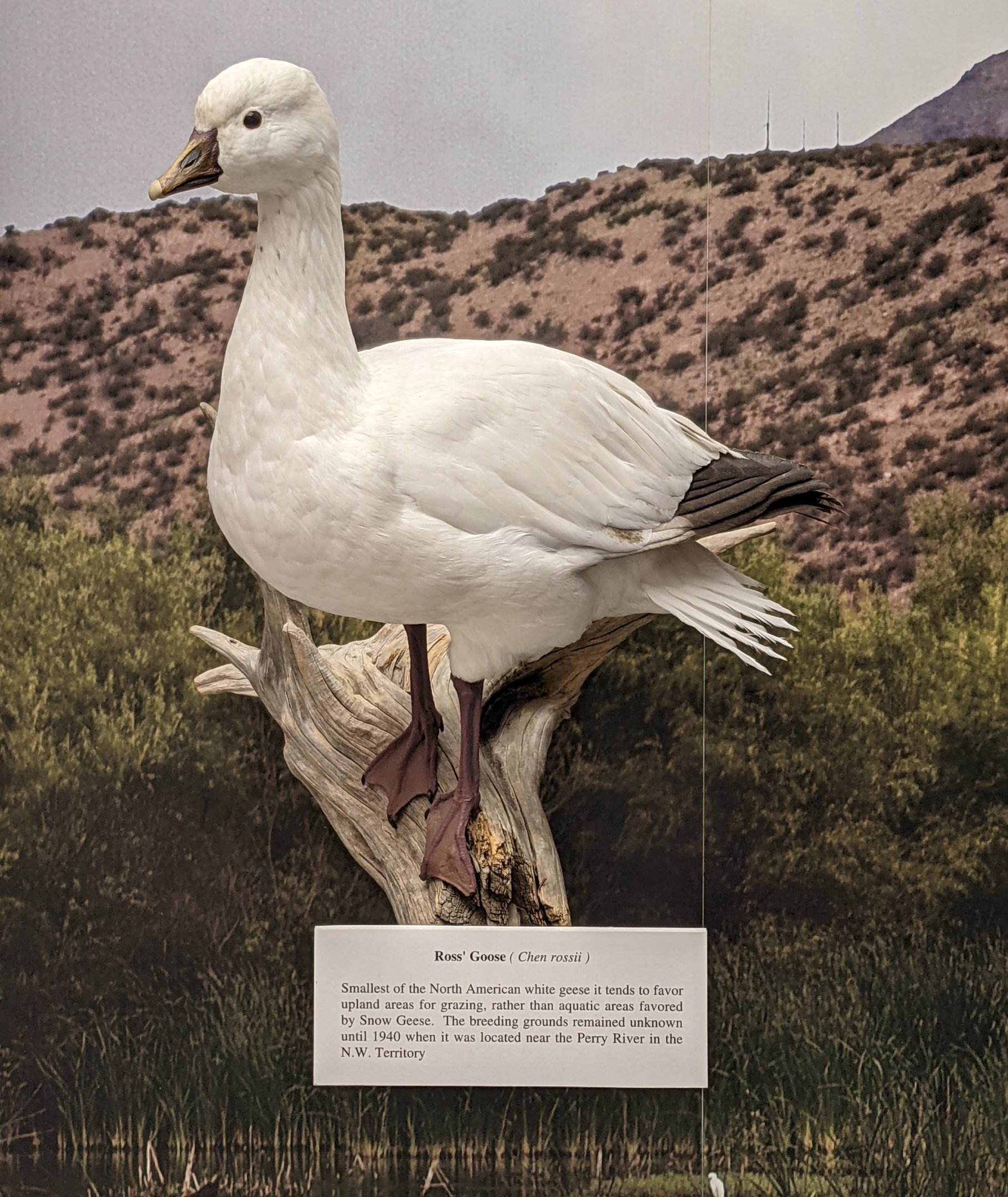 Ross's goose (Anser rossii)