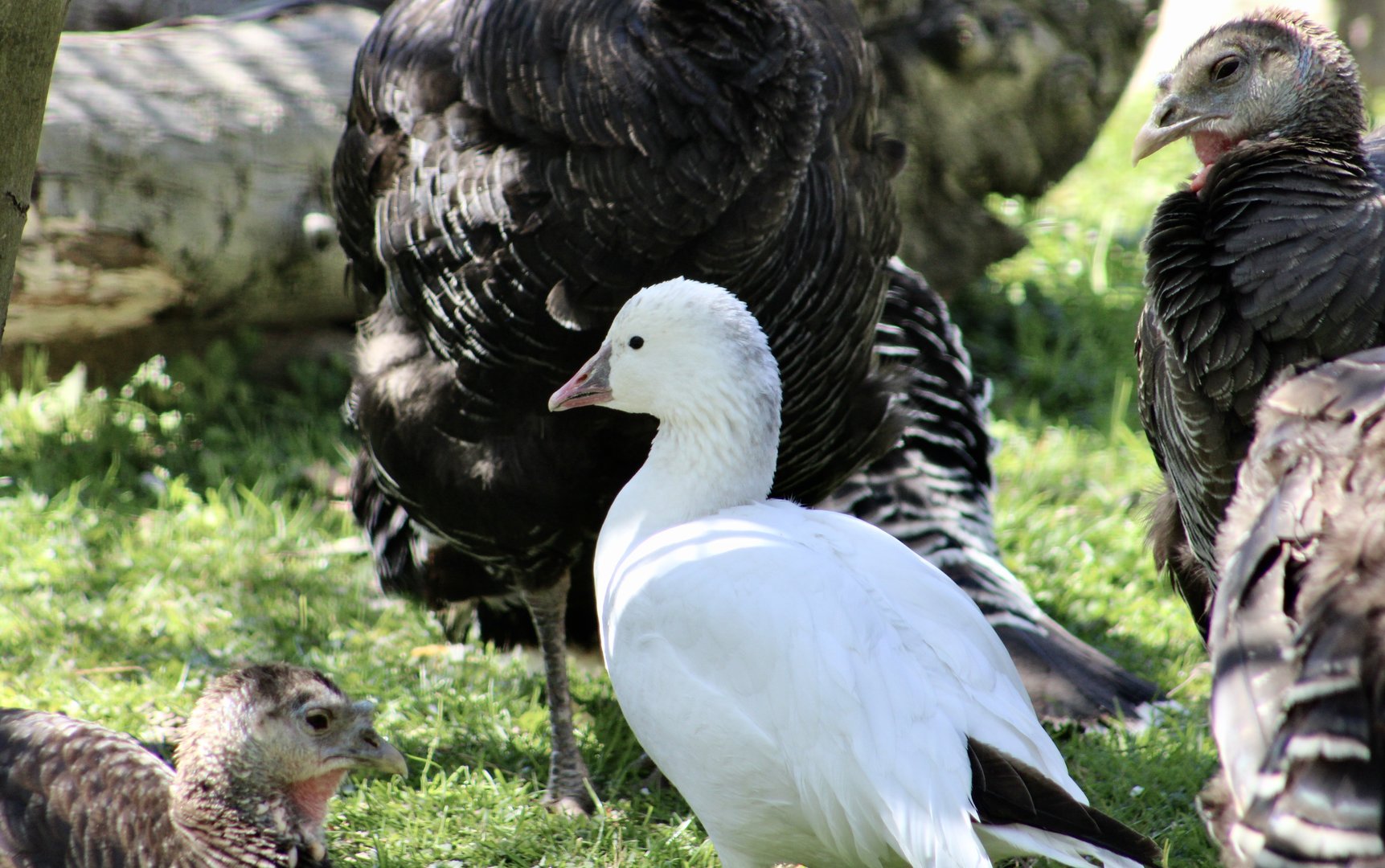 Ross's Goose (Anser rossii)
