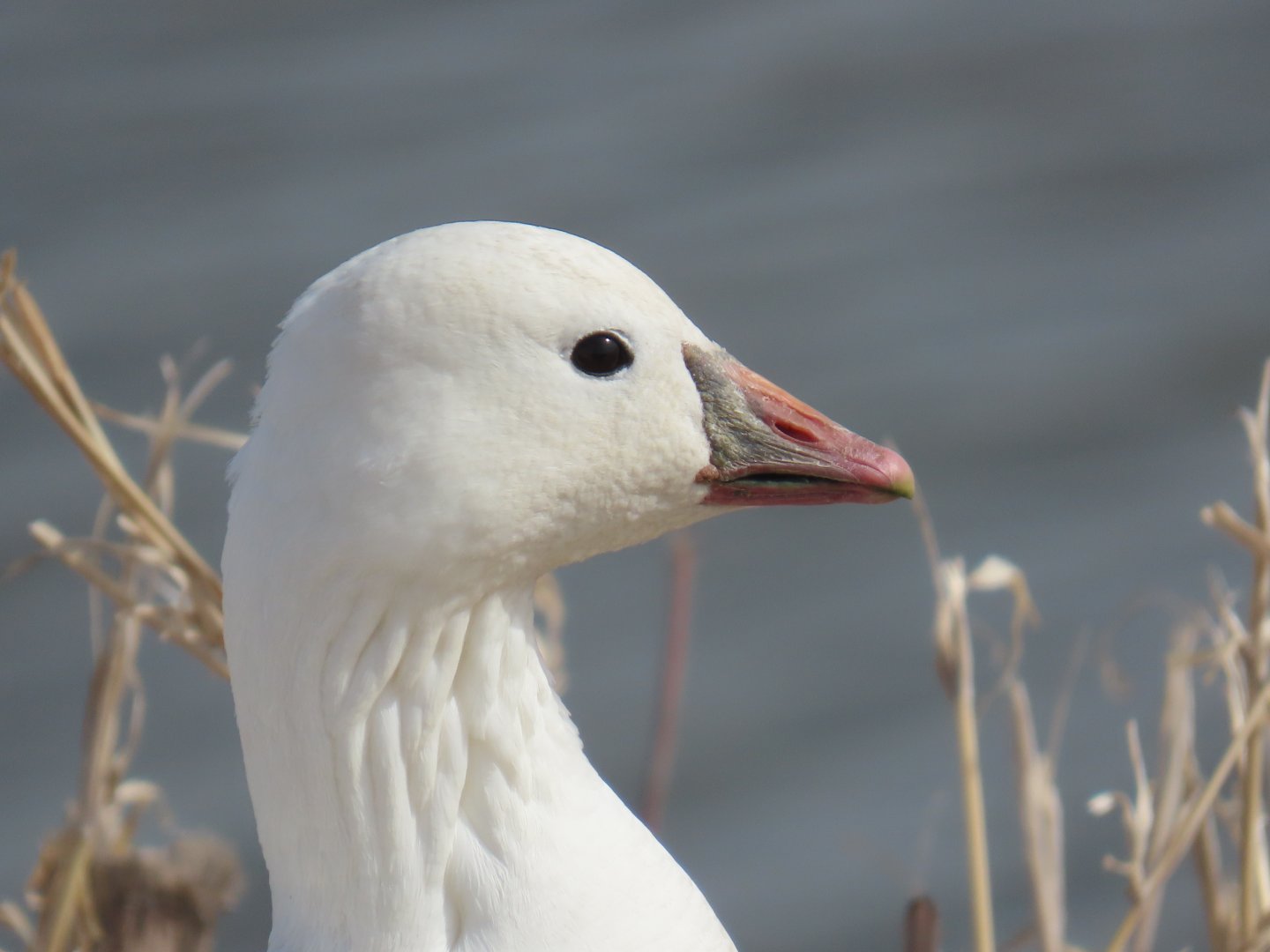 Ross’s Goose (Anser rossii)