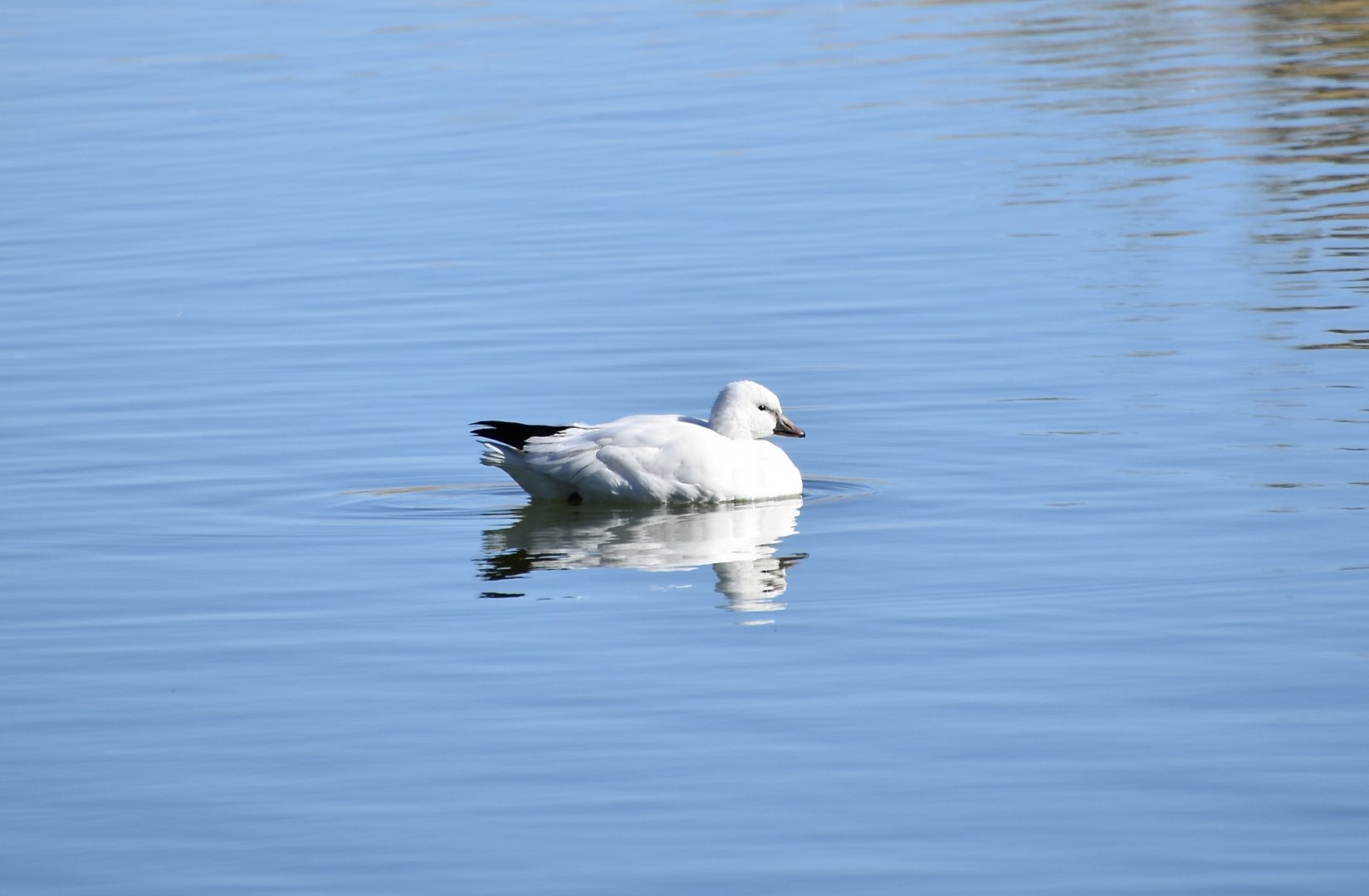 Ross's Goose (Anser rossii)