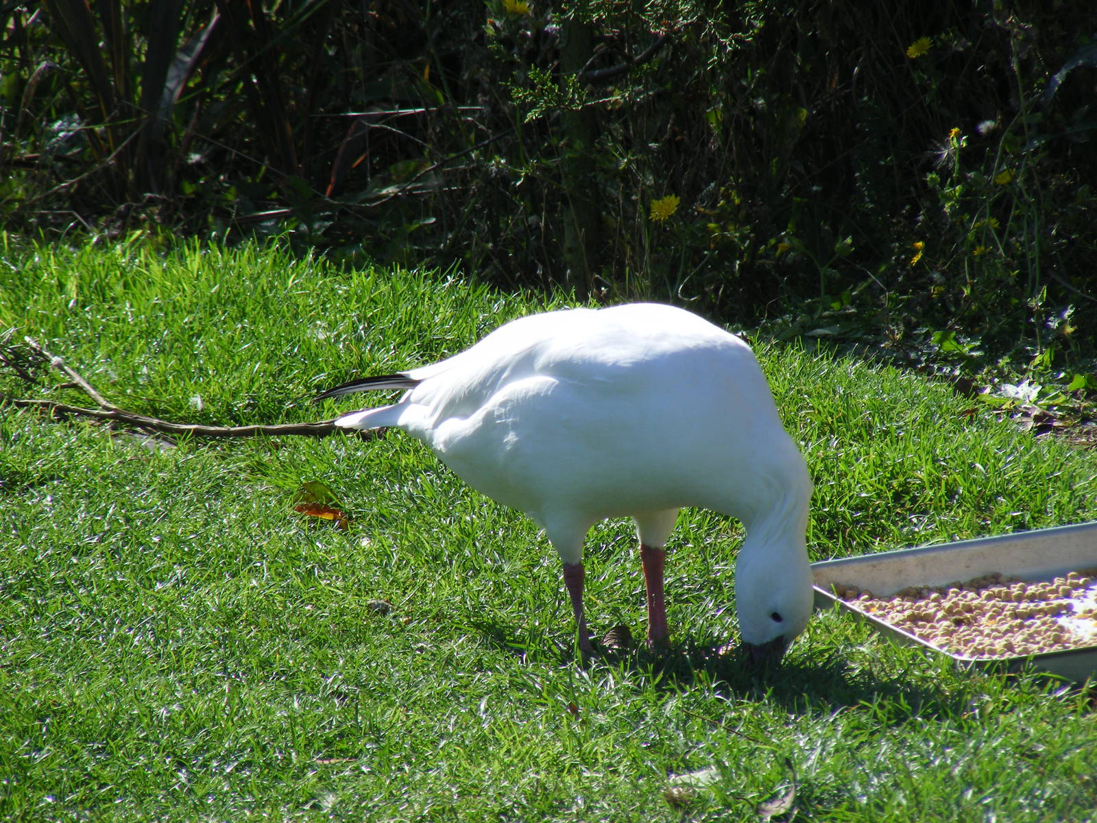 Ross's goose at Tropical Wings, 13 September 2011