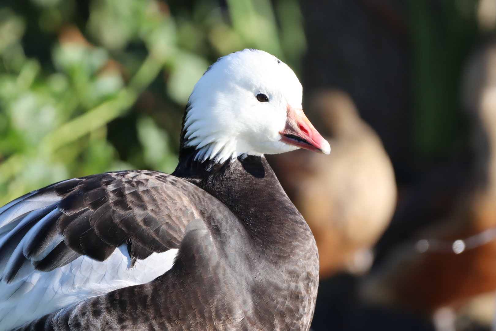 Ross's Goose, Blue Morph